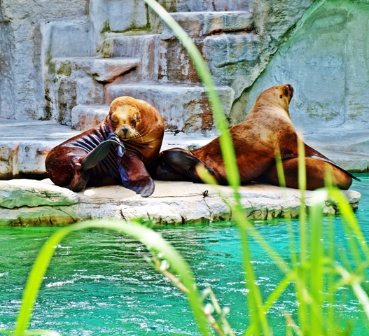 Tiergarten Schönbrunn in Wien