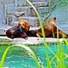 Tiergarten Schönbrunn in Wien