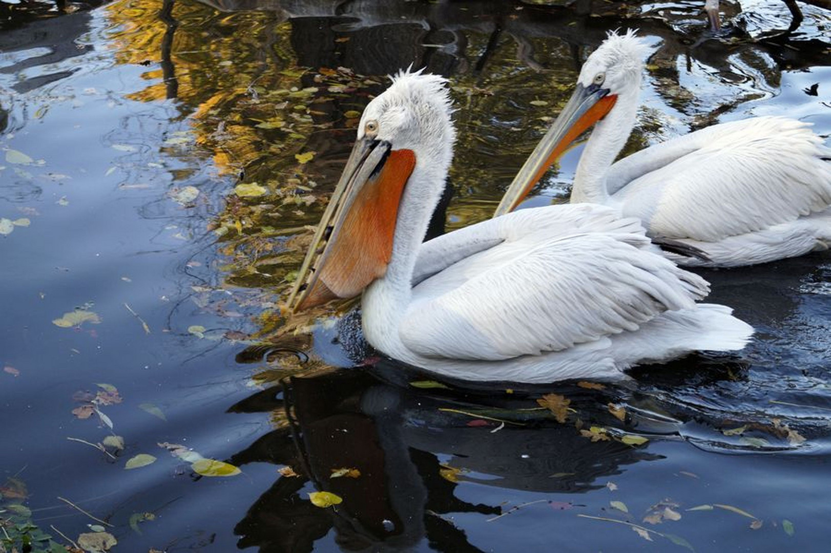 Tiergarten Schönbrunn, Vienna