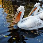 Tiergarten Schönbrunn, Vienna