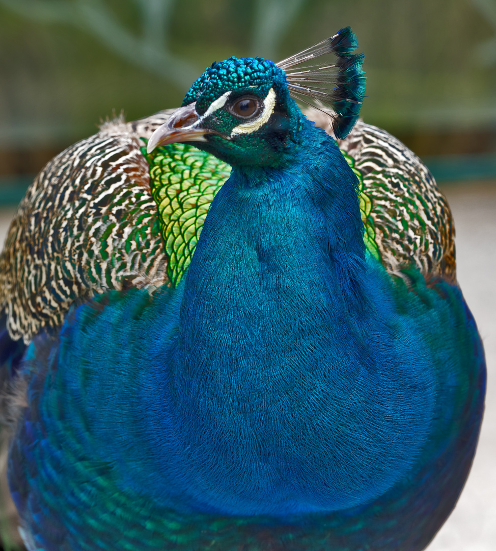 Tiergarten Schönbrunn, Wien