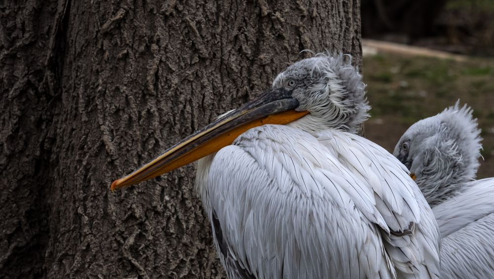 Tiergarten Schönbrunn, Wien 3