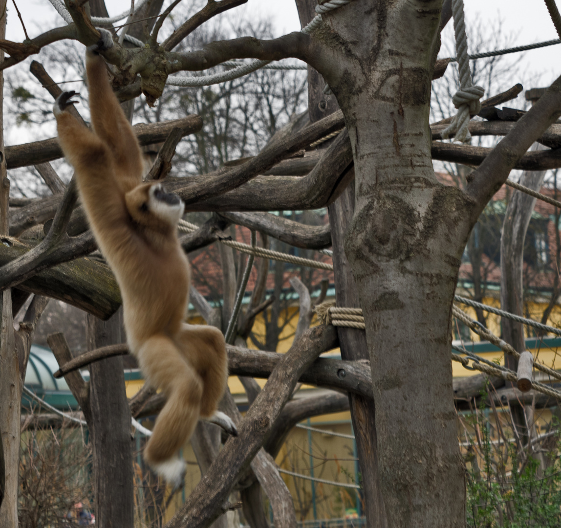 Tiergarten Schönbrunn, Wien 5