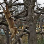 Tiergarten Schönbrunn, Wien 5