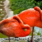 Tiergarten Schönbrunn, Wien