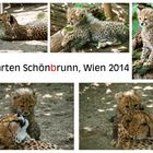 Tiergarten Schönbrunn, Wien - Geparden Familie 2014