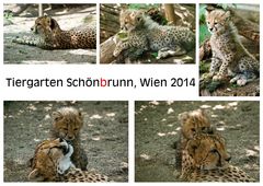 Tiergarten Schönbrunn, Wien - Geparden Familie 2014