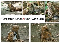 Tiergarten Schönbrunn, Wien - Geparden Familie 2014