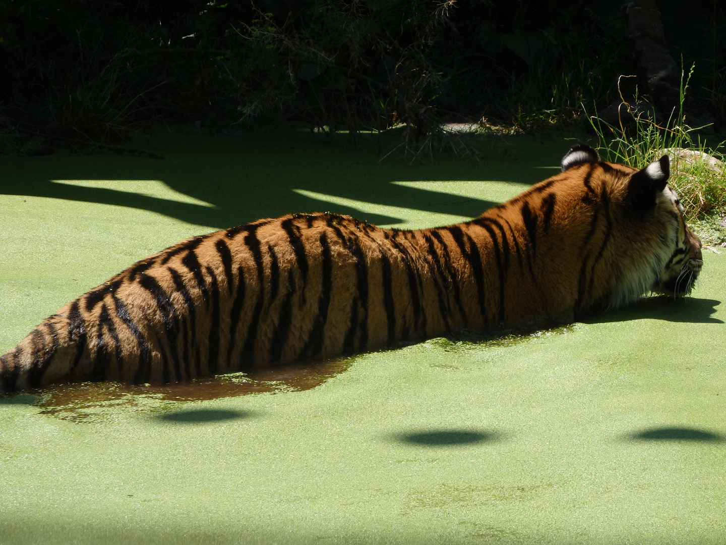 Tiergarten Wien Schönbrunn