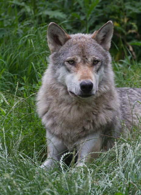 Tiergarten Worms Wolf