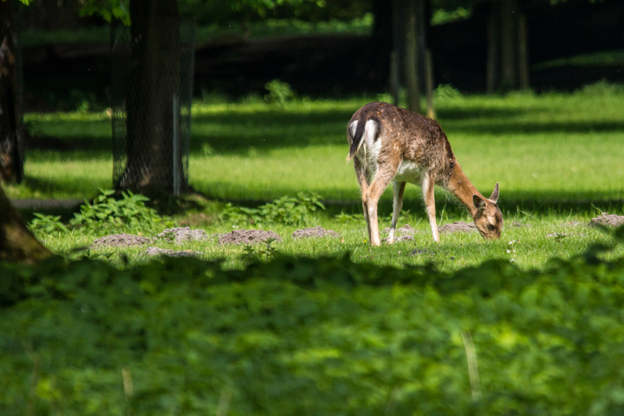 Tiergarten#2