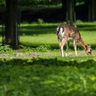 Tiergarten#2