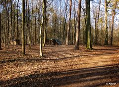 Wald