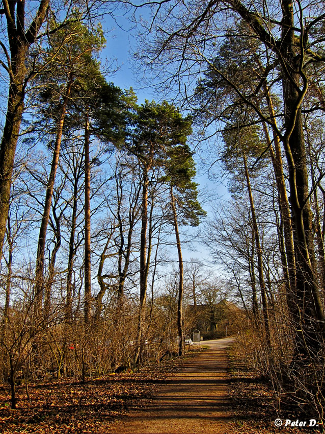 Tiergartenwald (6)