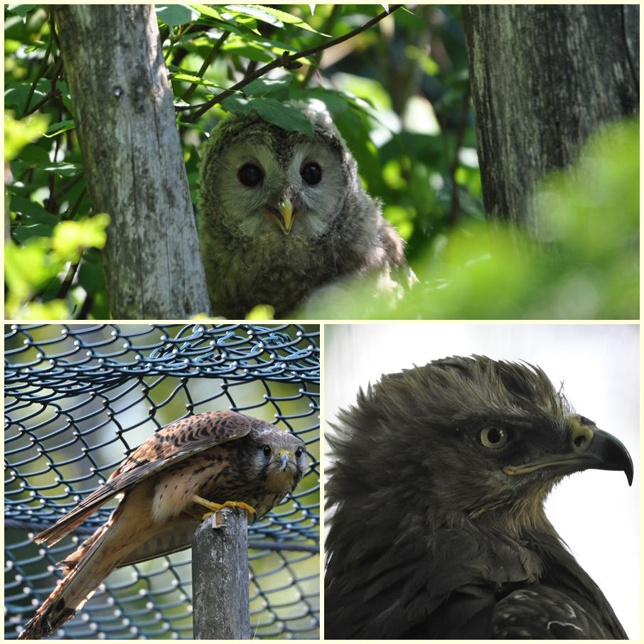 Tiergehege Bayr. Wald (1)