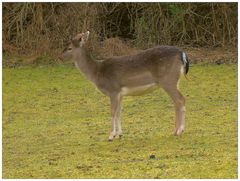 Tiergehege im Kurpark