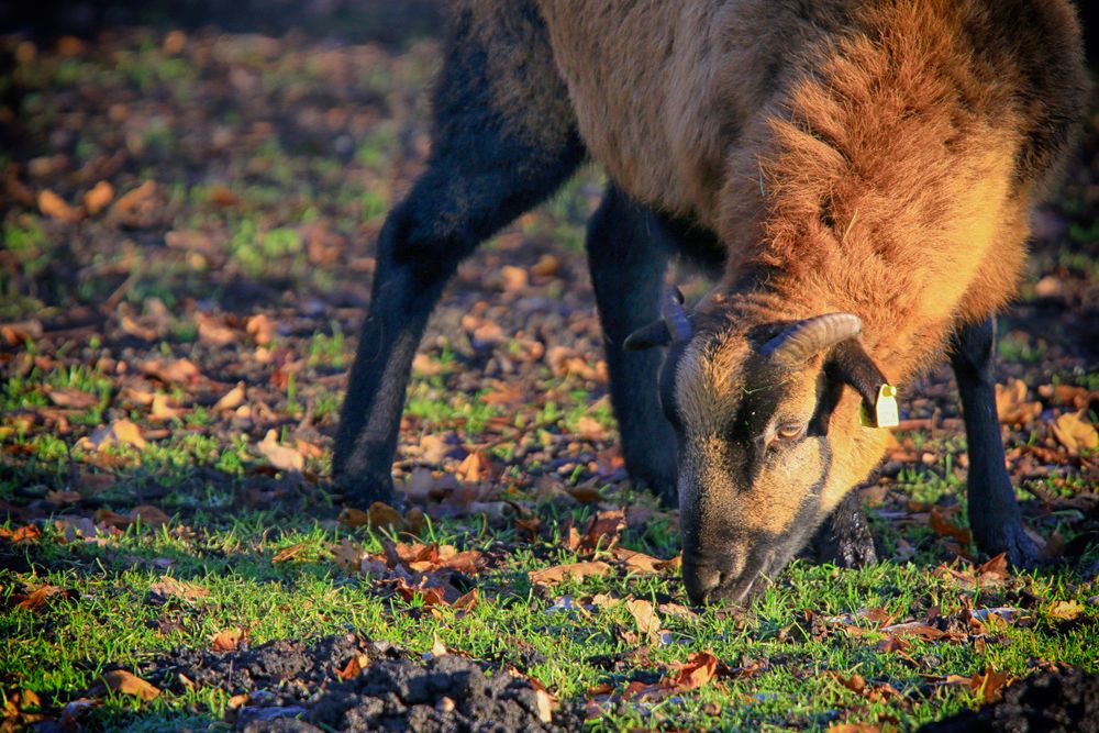 Tiergehege Reuden