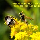 Tiergeschichte