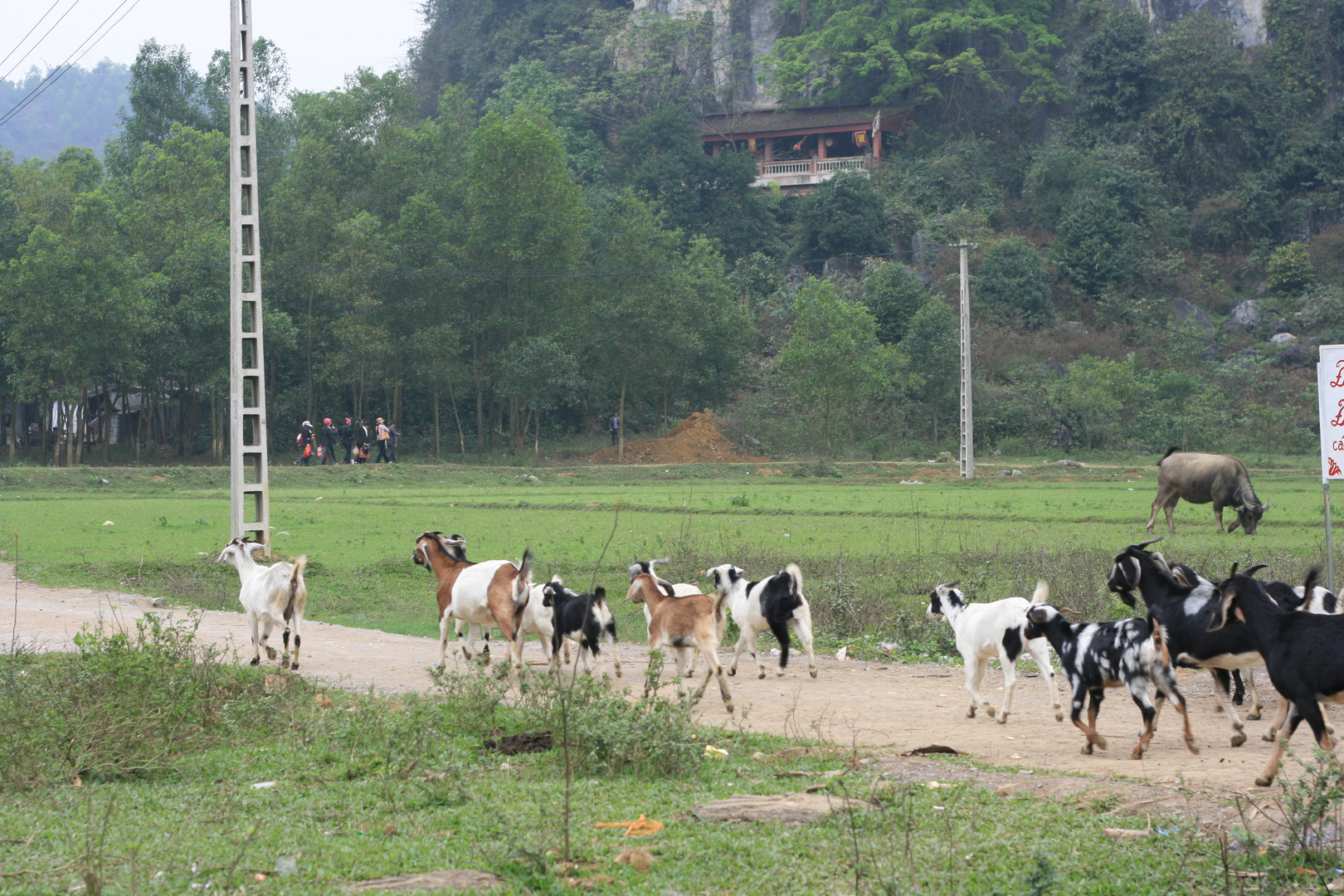 Tierhaltung im ländlichen Vietnam