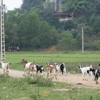 Tierhaltung im ländlichen Vietnam