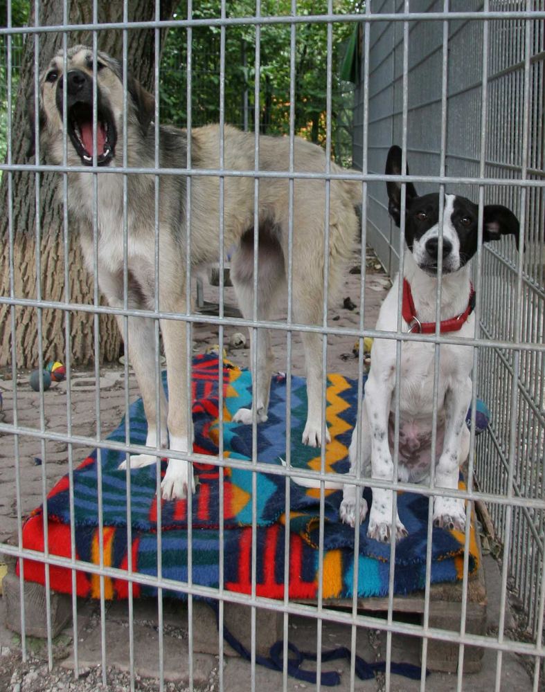 Tierheim Weinheim Foto & Bild tiere, haustiere, hunde Bilder auf