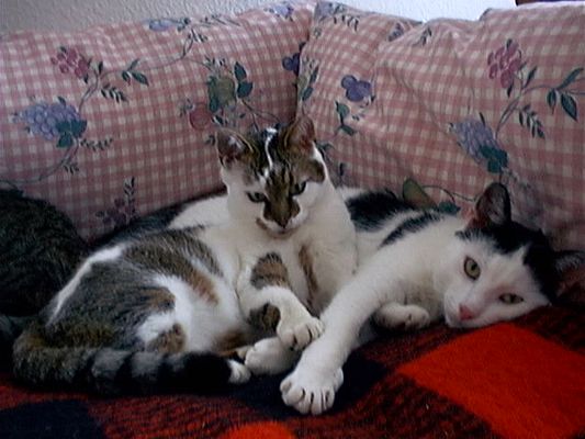 Tierheimfreundschaft