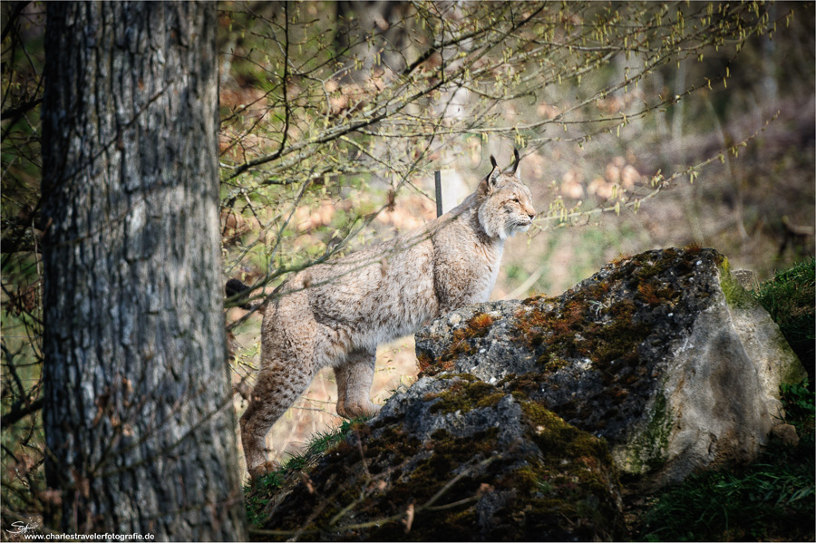 Tierisch [17] – Luchs #1