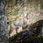 Tierisch [17] – Luchs #1