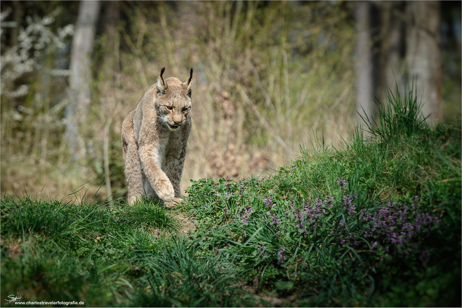 Tierisch [18] – Luchs #2