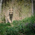 Tierisch [18] – Luchs #2