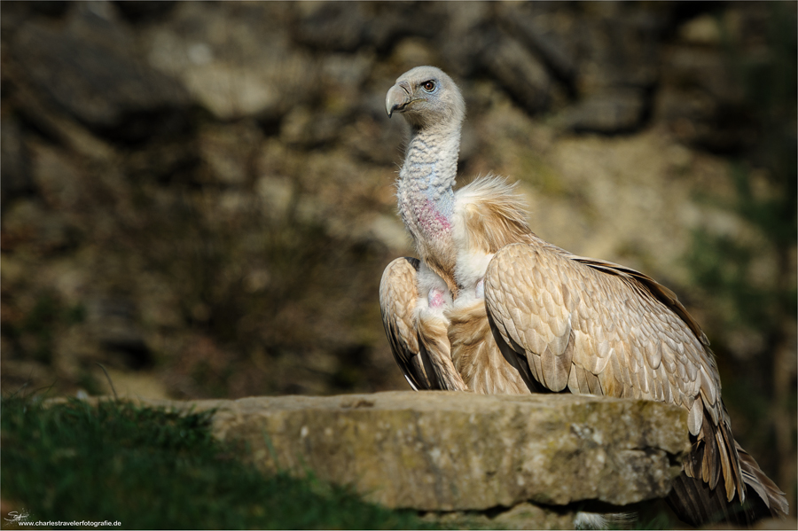 Tierisch [20] – Unter Geiern #2