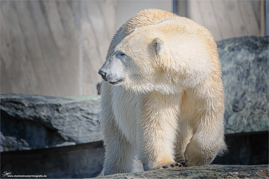 Tierisch [21] – Eisbär