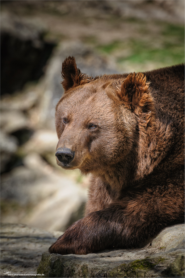 Tierisch [22] – Braunbär