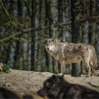 Tierisch [30] – Pakt der Wölfe #3