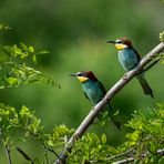 Tierisch [44] - Merops apiaster