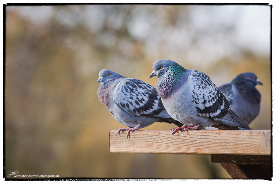 Tierisch [6] - Schillernd