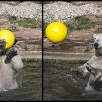 TIERISCH - Achtung Ball! autsch