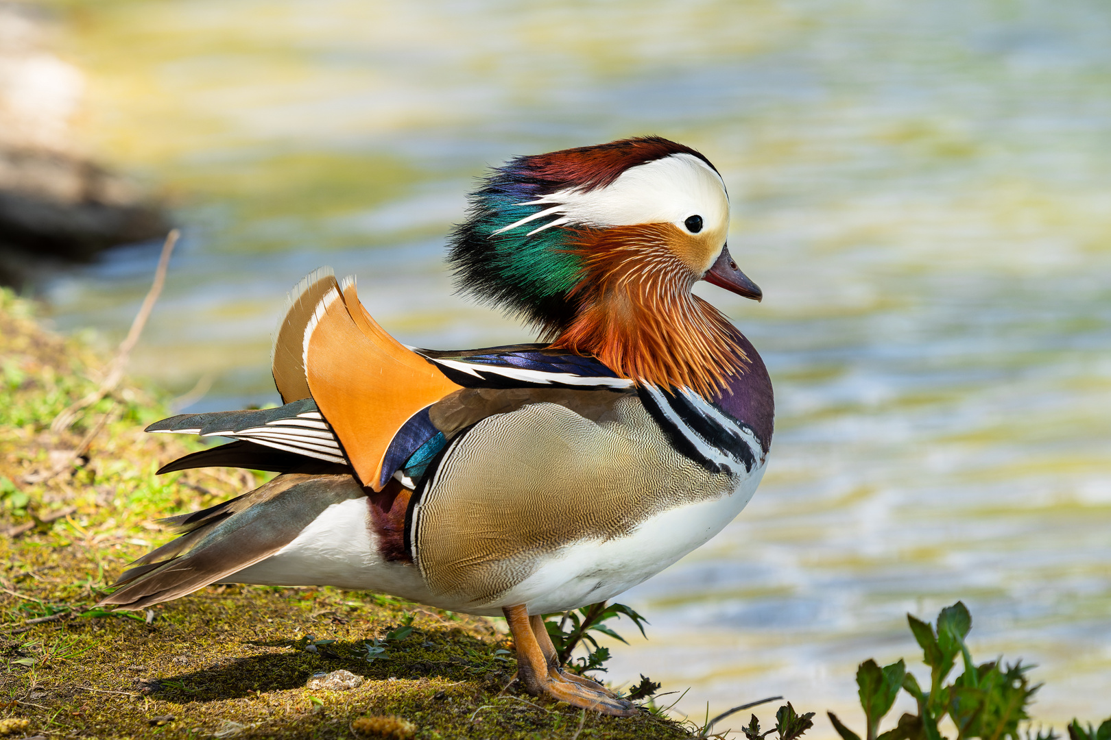 Tierisch bunt