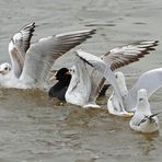 Tierisch diese "polonäse blankenese"?