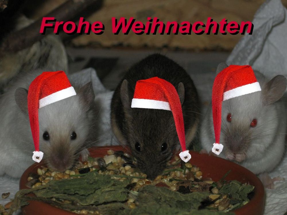 tierisch fröhliche Weihnachten..