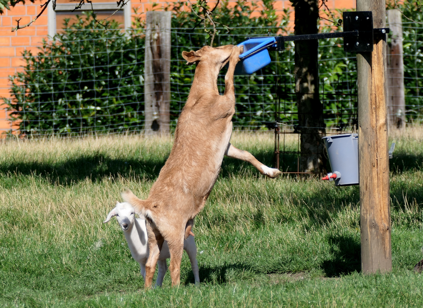 Tierisch gut