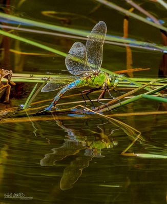 „Tierisch gut gespiegelt“ am Dienstag