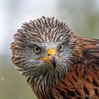 Tierisch gut!: Rotmilan Porträt / Portrait of a red kite