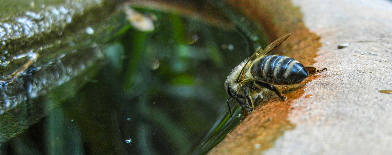 Tierisch gut, so ein Schlückchen Wasser...