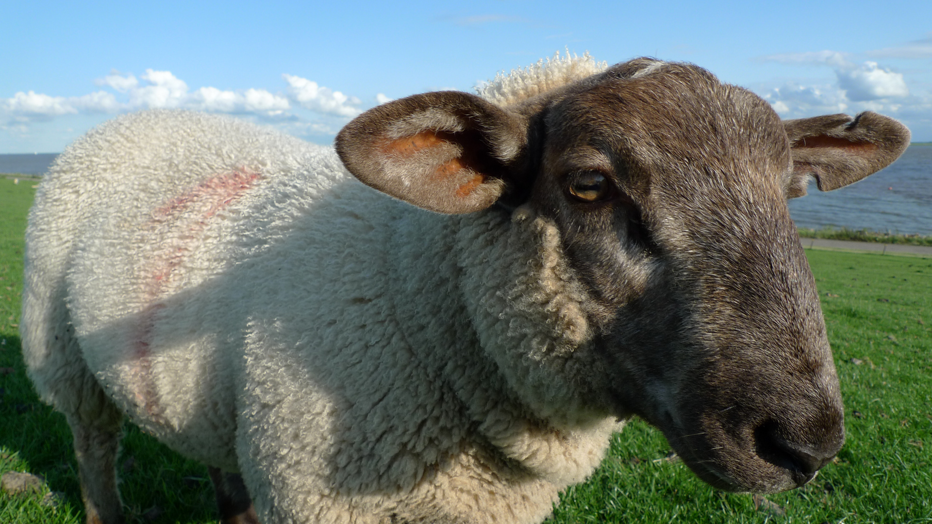 Tierisch gute Deich-Instandhaltung