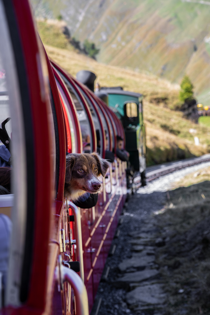 tierisch gute Rothornbahnfahrt