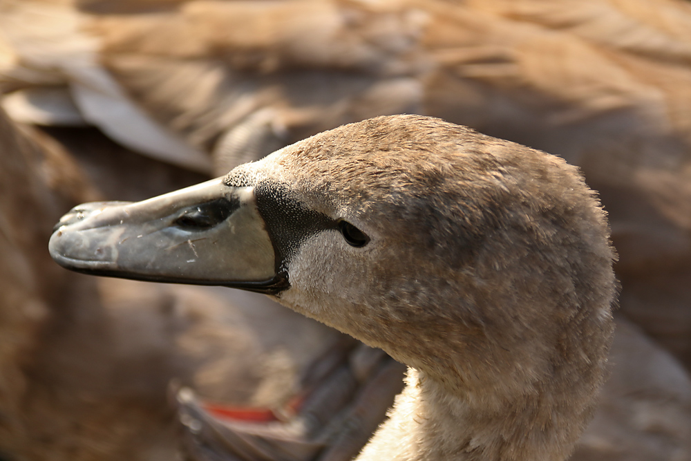 tierisch ist ehrlicher als menschlich........