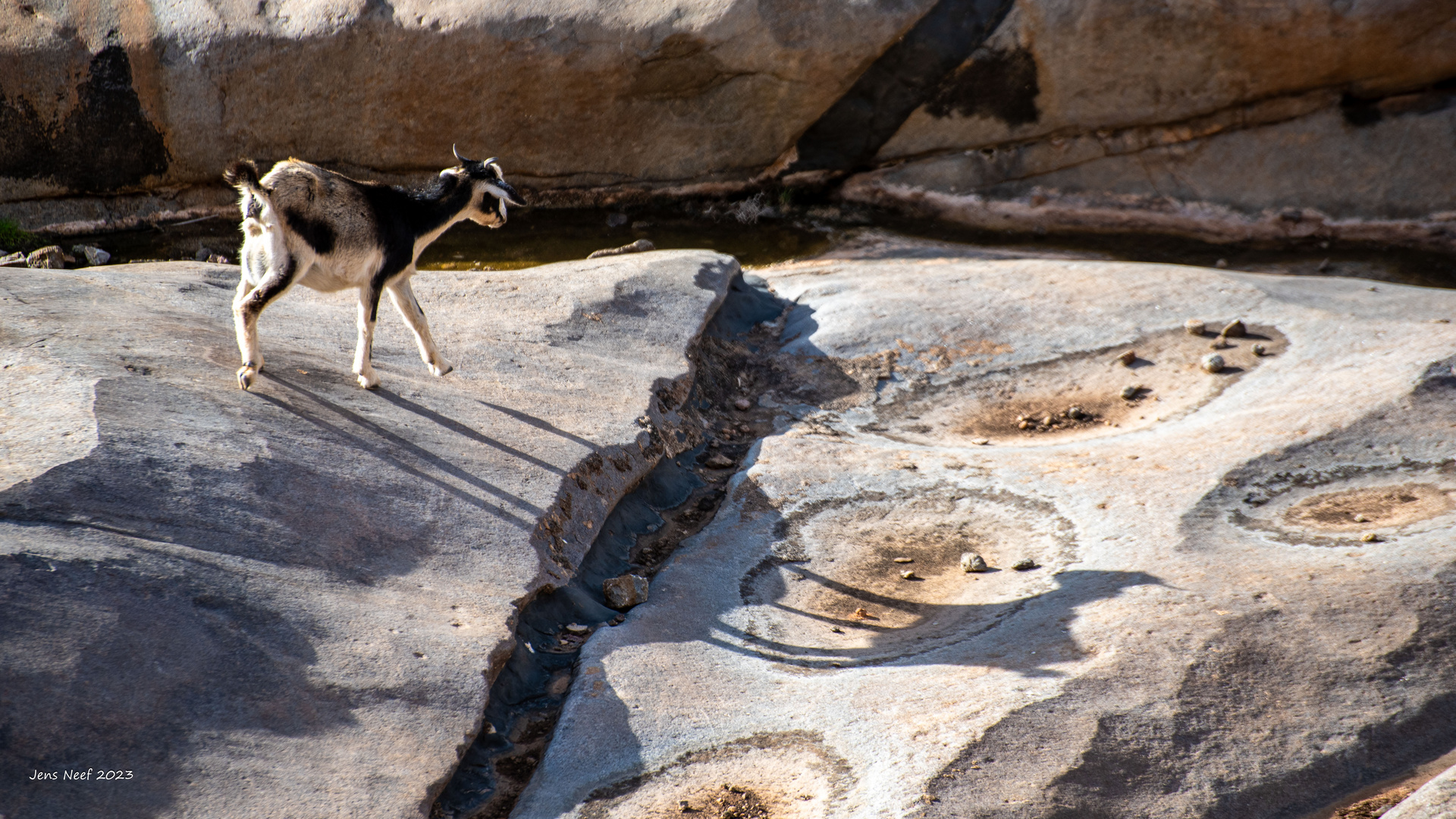 Tierisch langer Schatten