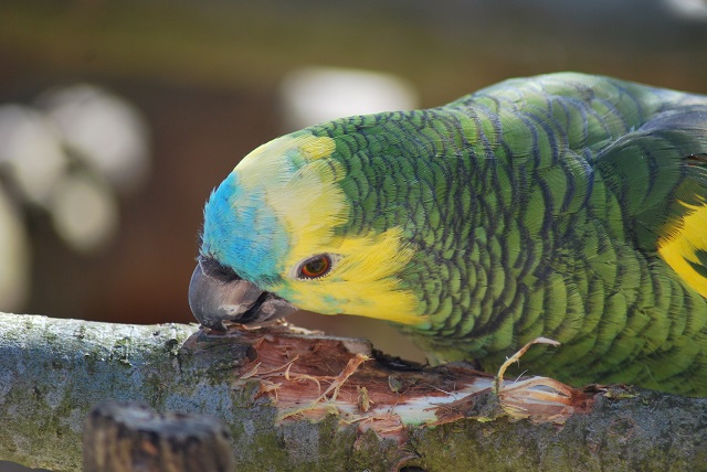 tierisch lecker....