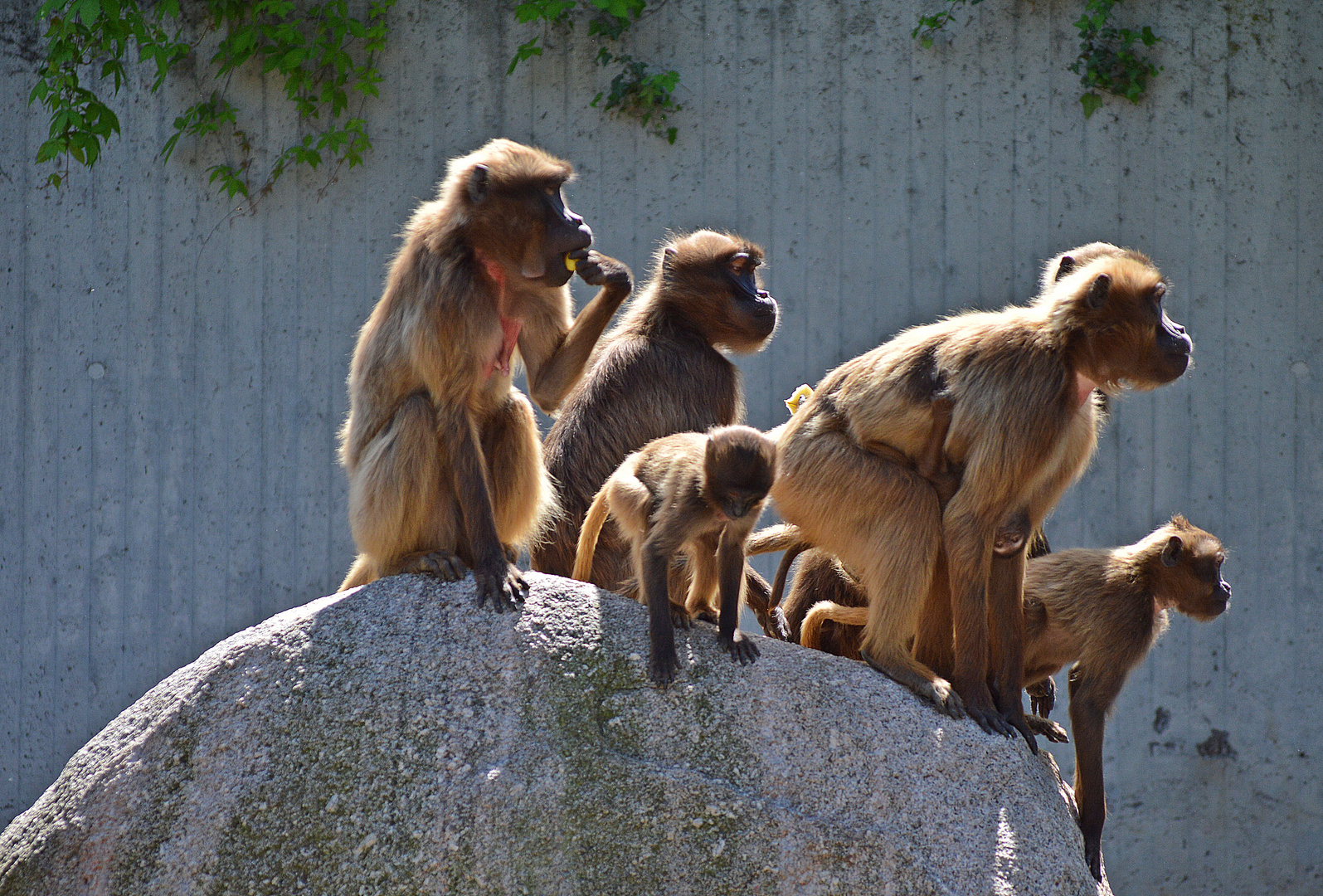 Tierisch leckere Familienmahlzeit